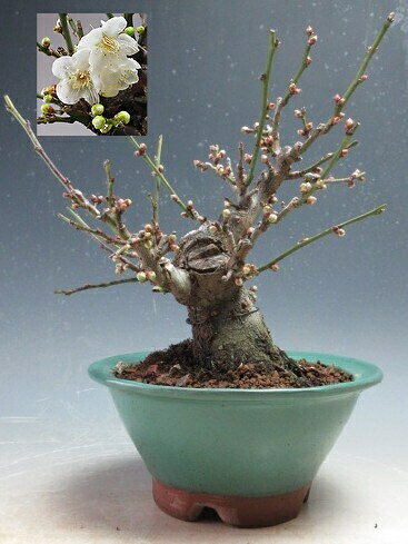 楽天市場】盆栽 野梅（盆栽｜花・観葉植物）：花・ガーデン・DIYの通販