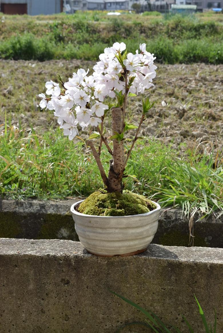 楽天市場】桜盆栽2026年4月以降のお届けは葉桜でのお届けソメイヨシノ