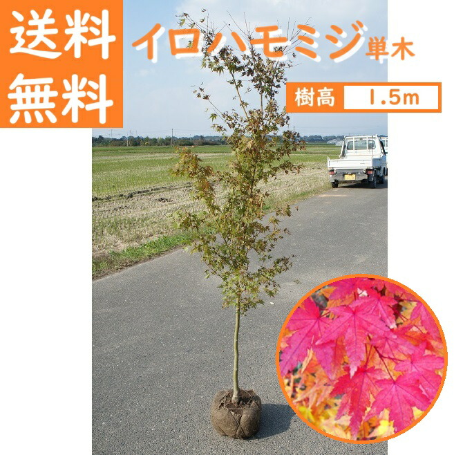 楽天市場】送料無料 150cm シンボルツリー 庭木 落葉樹 紅葉 もみじ