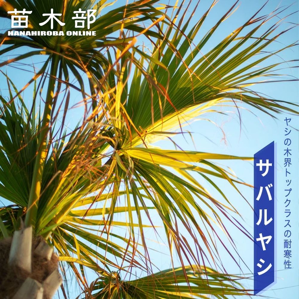 sabaruyasi9-logo.jpg