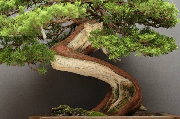 山採り真柏 中品盆栽 樹齢25年の一点物盆栽を販売｜盆栽妙 – 盆栽妙 本店