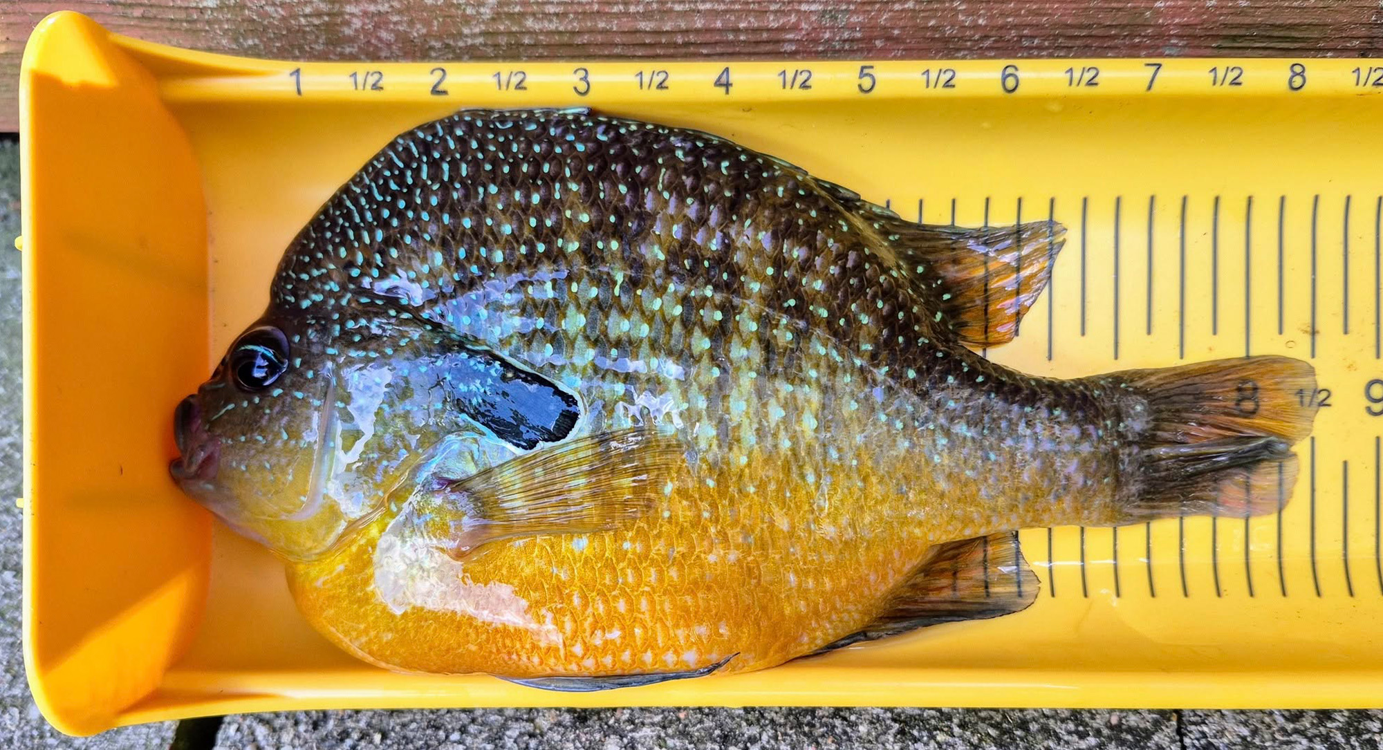 Lure Maker Catches 2 Record Sunfish Back to Back
