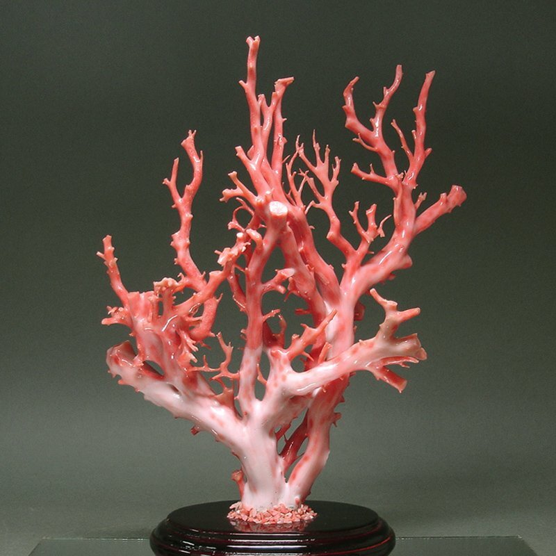 Yahoo!オークション -「桃色珊瑚 原木」の落札相場・落札価格