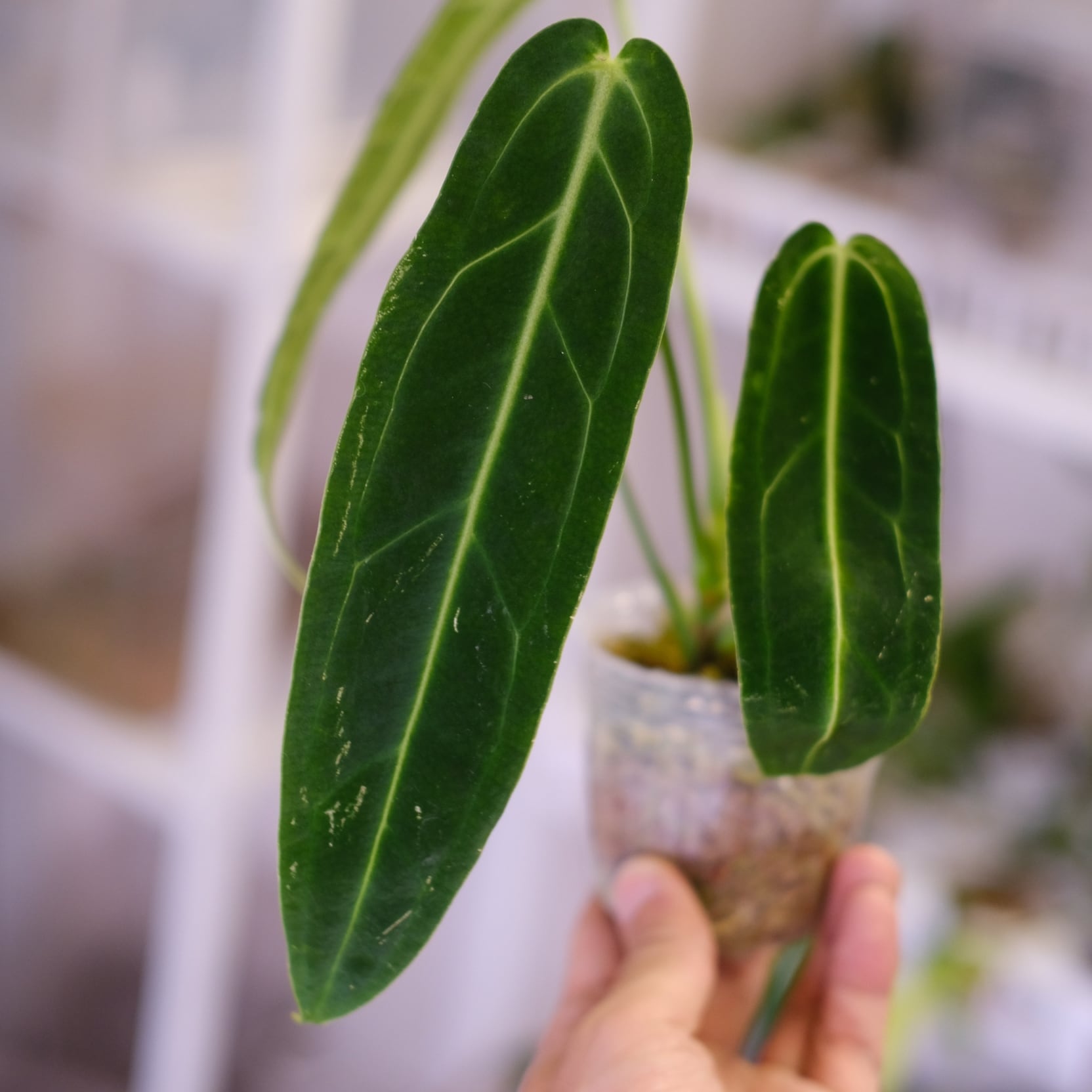 アンスリウム ワロクアーナム / Anthurium Warocqueanum㉗ / 観葉植物