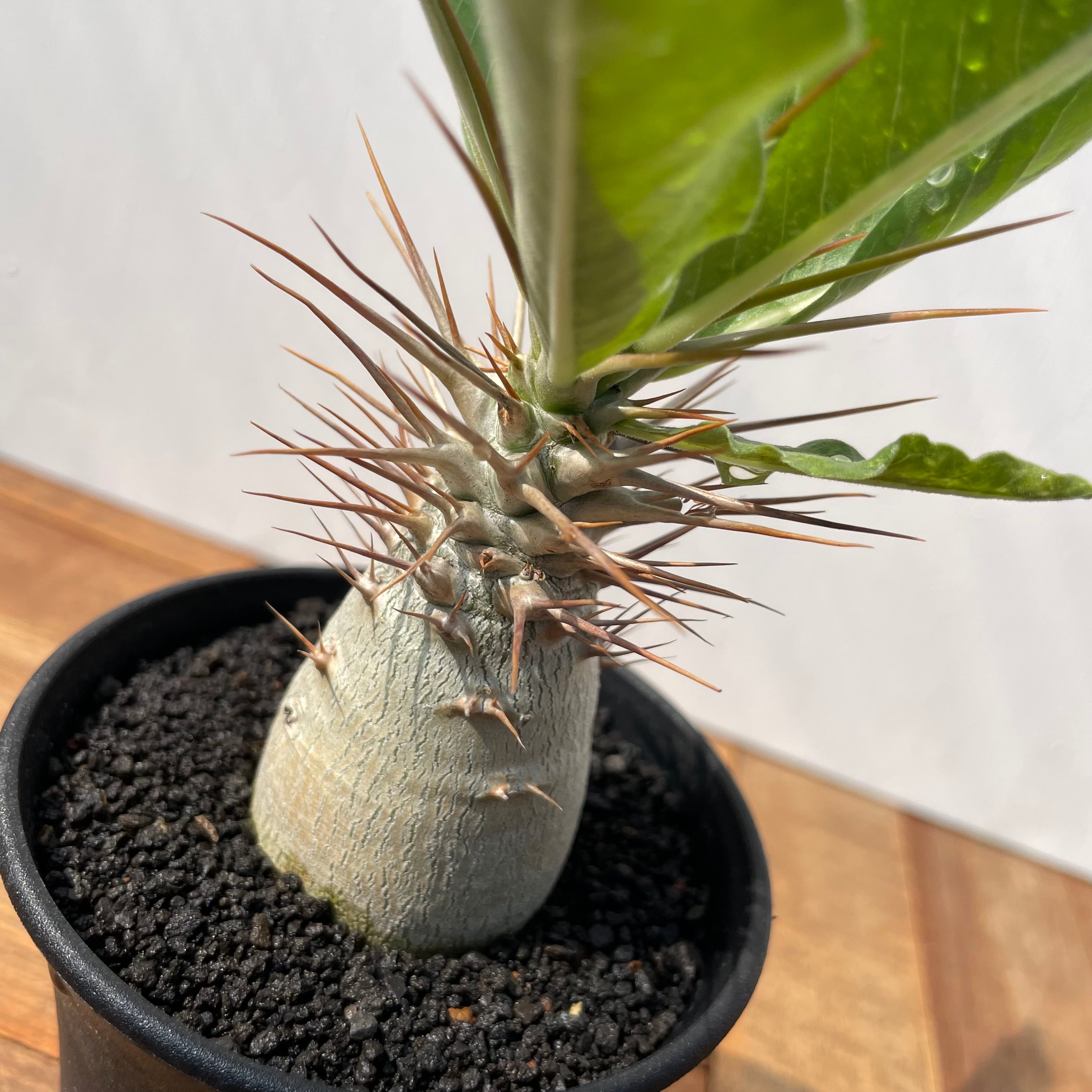Pachypodium Lealii【パキポディウム・レアリー・実生】 | RIMO'S