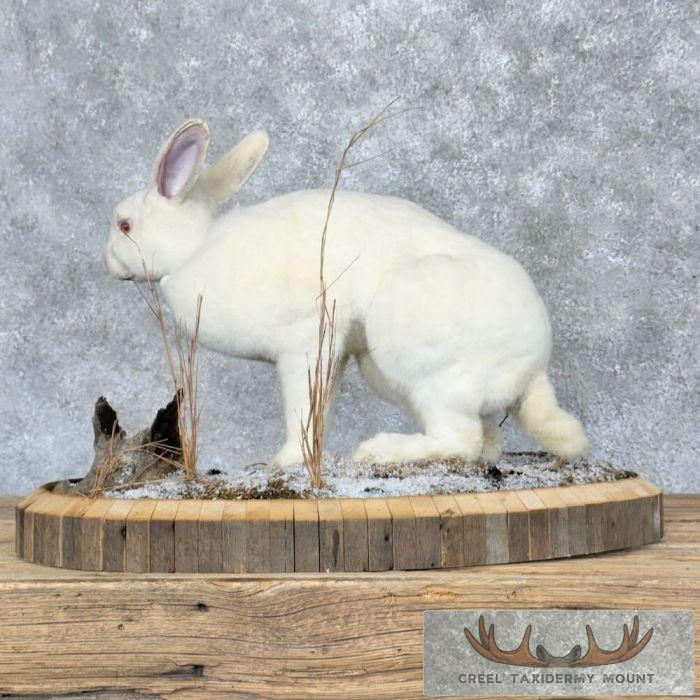 Albino Rabbit Life-size Taxidermy Mount For Sale - Creel Taxidermy