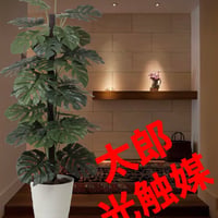 光触媒 人工観葉植物 ウォールグリーン フェイクグリーン 胡蝶蘭6134