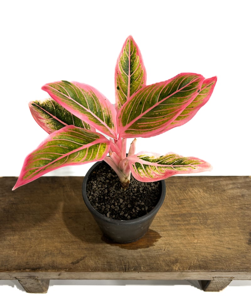 アグラオネマ ロータス デライト「Aglaonema Lotus Delight」11/17