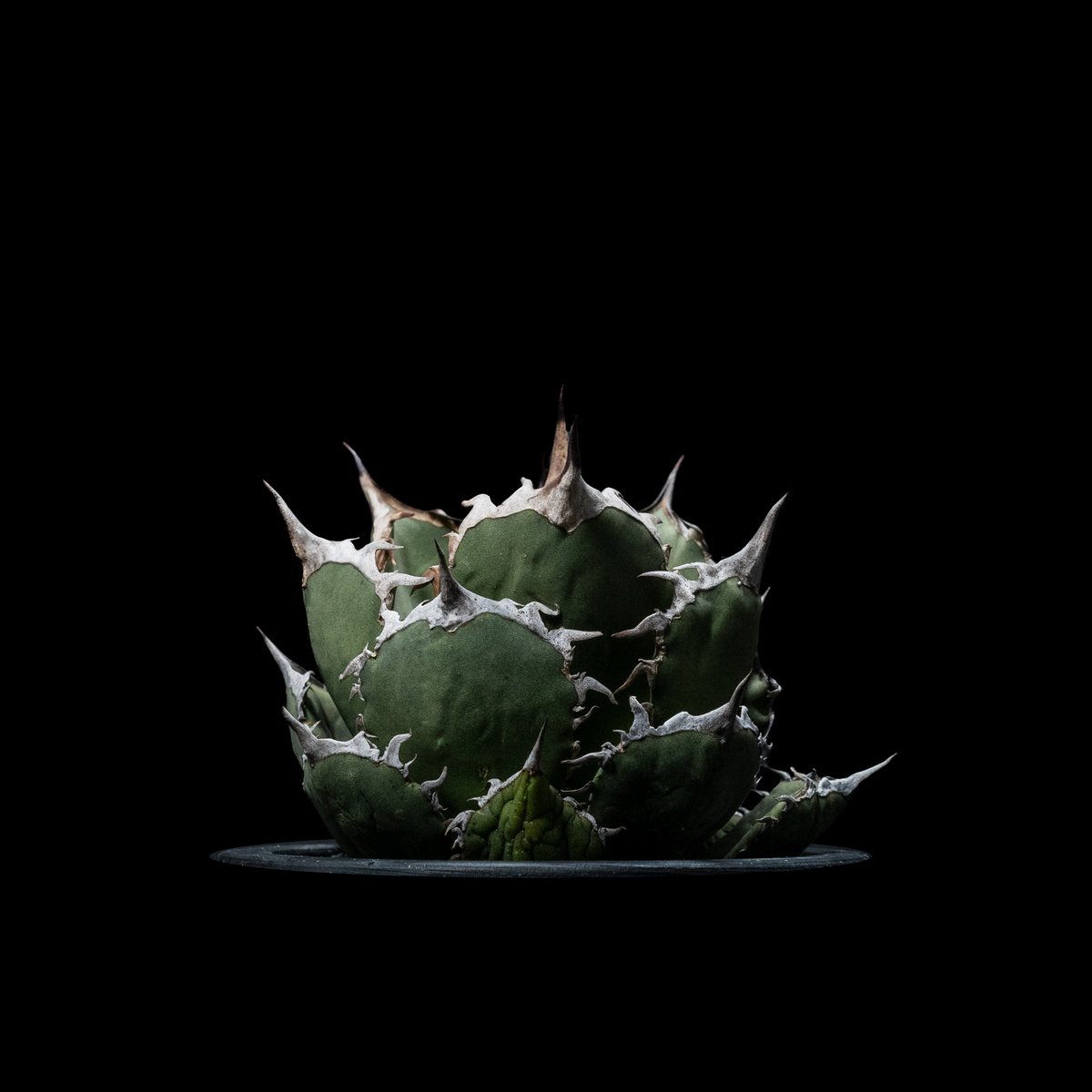 アガベ チタノタ 烈焔 逆刺 / Agave titanota 'Flame' #1 | Du