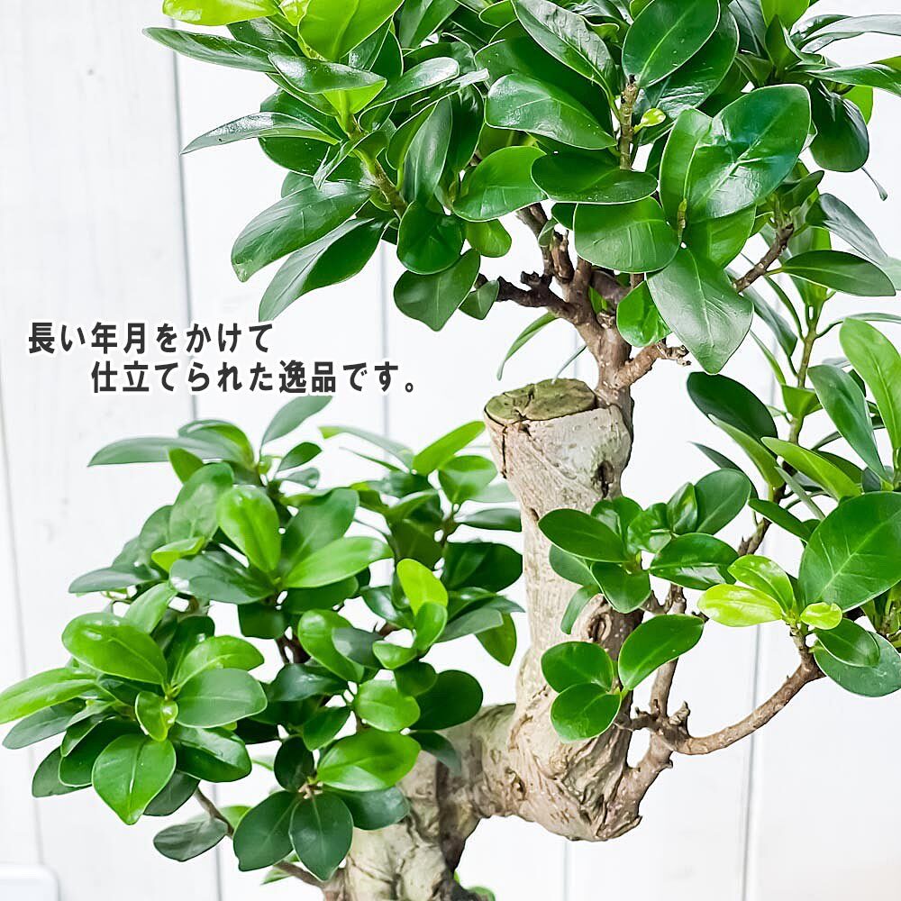 PLANCHU 観葉植物 ガジュマル 昇り竜 8号鉢 受け皿付き 育て方説明書