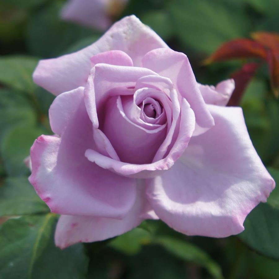 四季咲き強香バラ苗 ブルームーン 2年生大苗 6号ポット : 苗木部 花