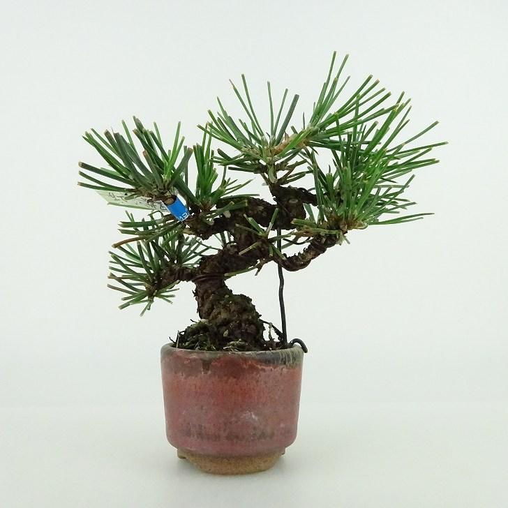 盆栽 松 黒松 ミニ盆栽 樹高 約9cm くろまつ Pinus thunbergii