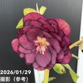 お買い得一点物咲き進み株】加藤農園 艶々系クリスマスローズ キラメキ