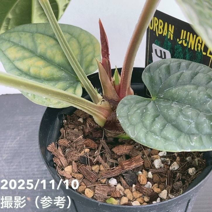 現品お届け】アンスリウム ルクスリアンス Anthurium luxrians 4号（1