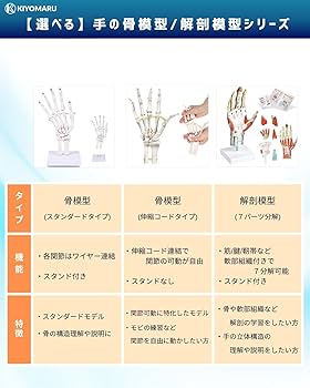 Amazon.co.jp: KIYOMARU 手解剖模型 7パーツ分解 等身大 軟部組織付き