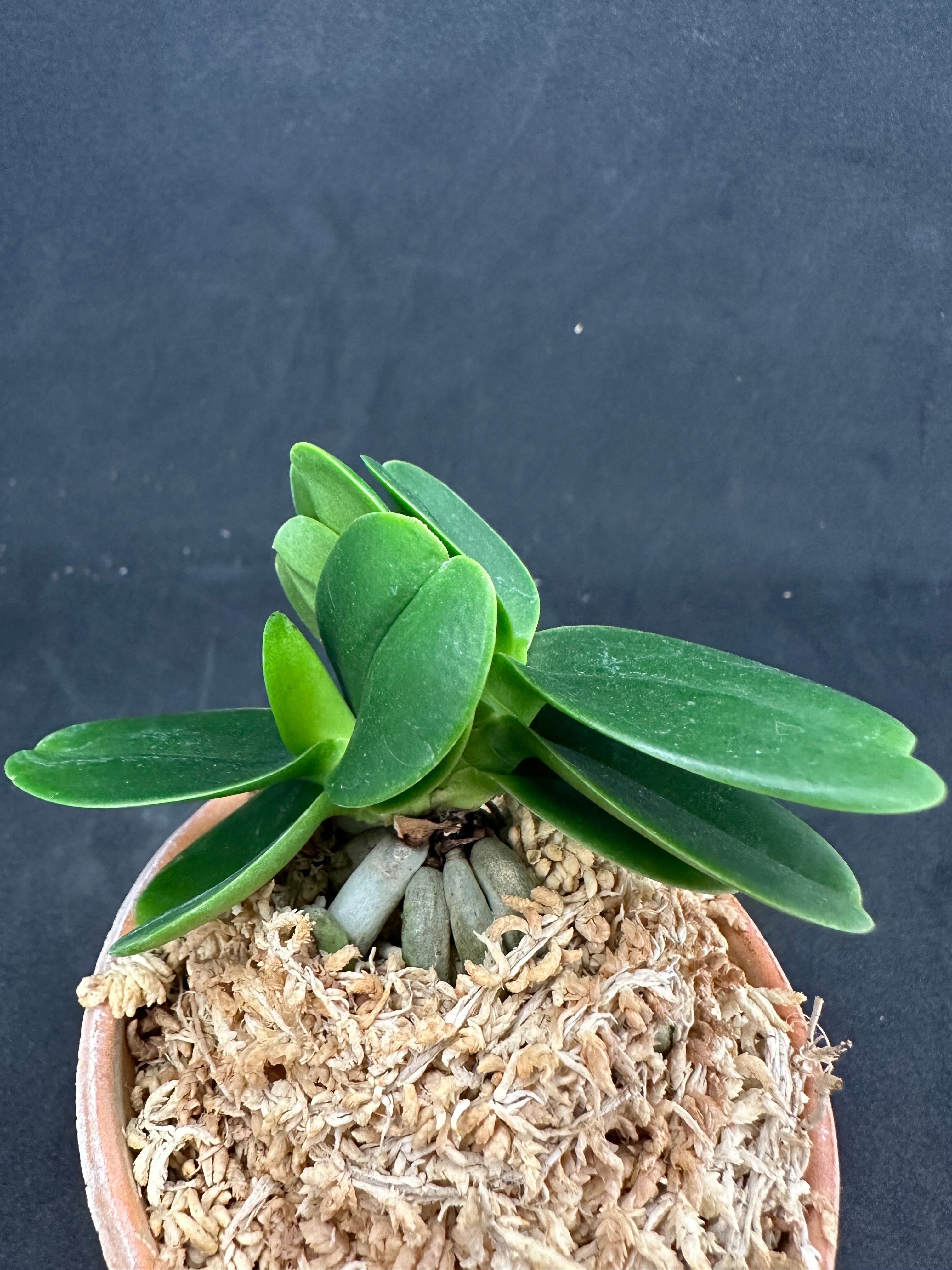 商品 – シード園芸/ SEED Engei