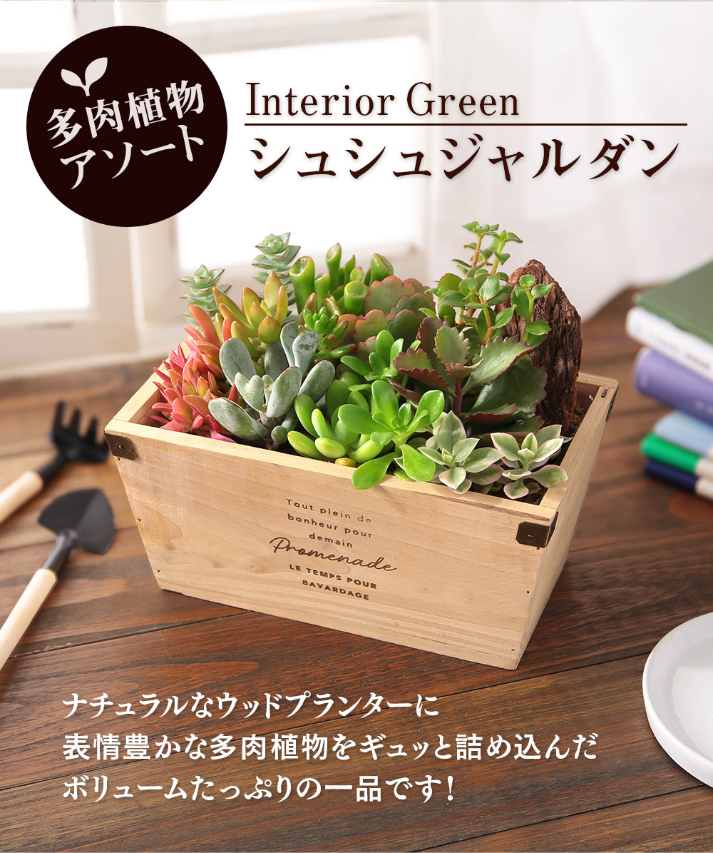 BunBunBee 多肉植物 寄せ植え おまかせ多肉アソートM2 送料無料 誕生日