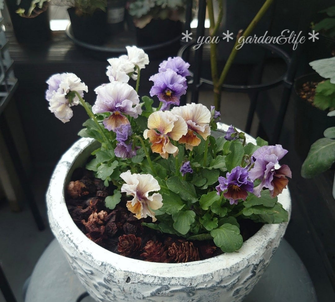 美しいアクアレールの寄せ植え＆パンジービオラの寄せ植え案作りました