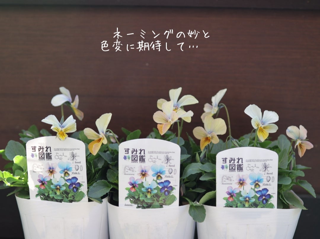 ビオラ『すみれ図鑑』の寄せ植え | りんじょんふぁの小さな庭 ✼Ling's