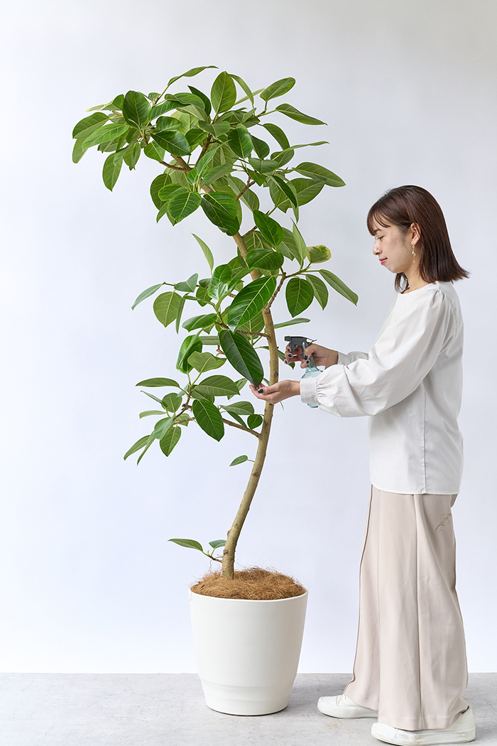 観葉植物 フィカス アルテシマ 曲がり（10号鉢）｜HanaPrime（ハナ
