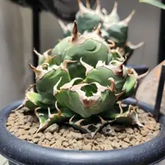 2026年最新】魔丸 アガベの人気アイテム - メルカリ