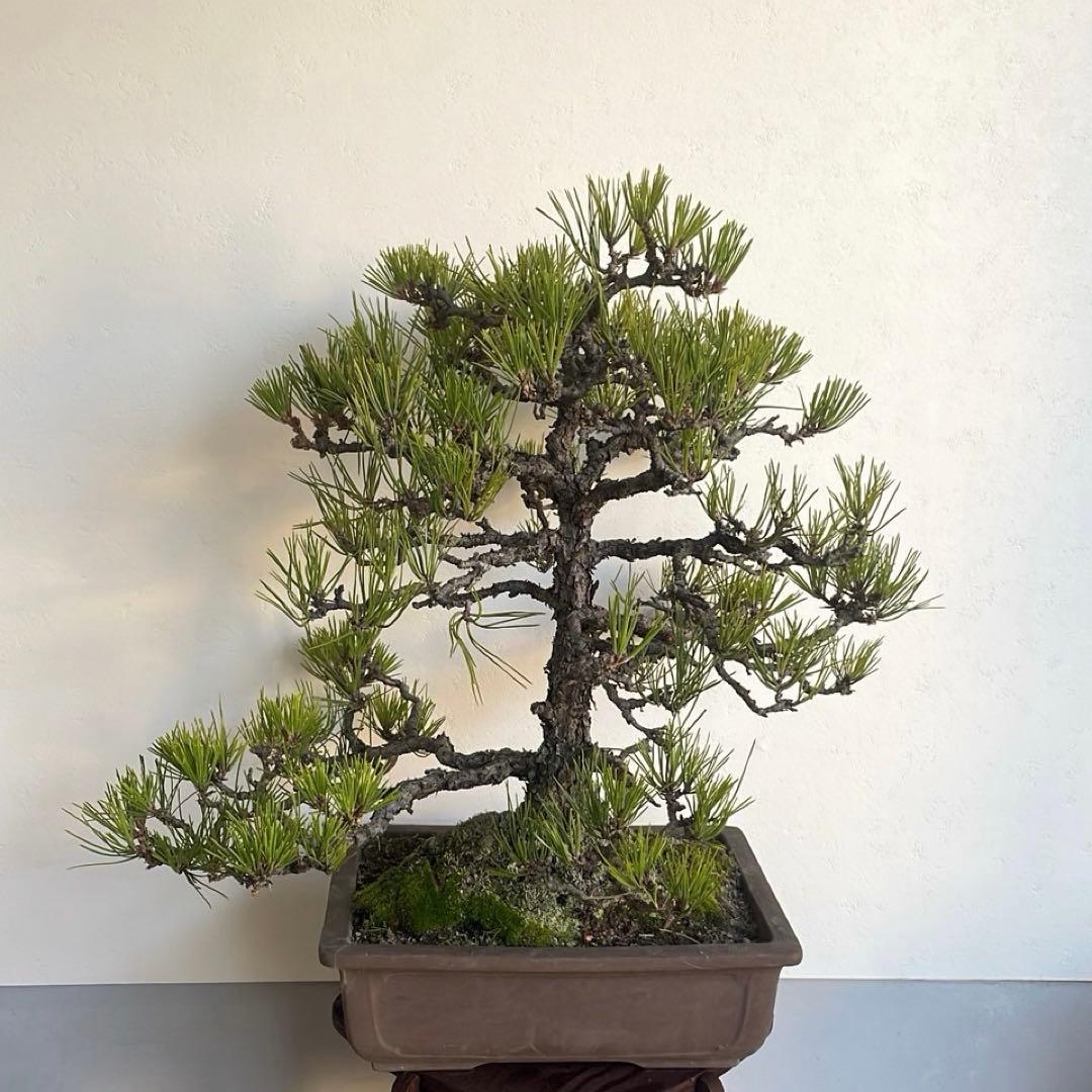 黒松 盆栽｜幹味あり｜陶器鉢付き・一点物 楽天市場】【実物現品限り】盆栽 黒松 鉢植鉢 陶器鉢 父の日 盆栽