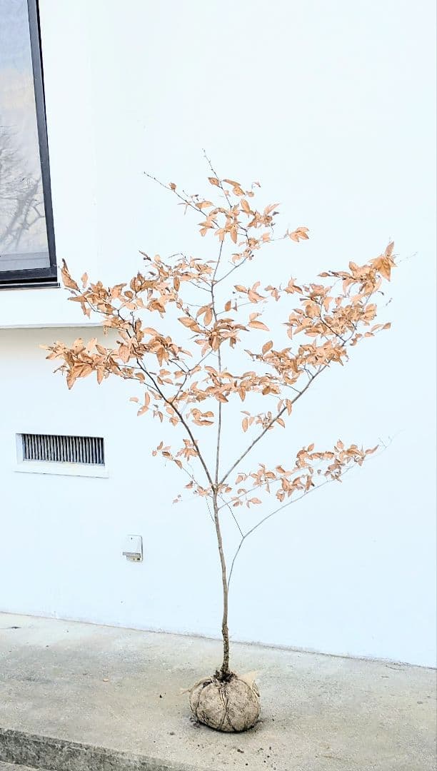 素性優良。山採りヤマコウバシ。 山採り自然樹形 お庭必須アイテム] ヤマコウバシ実 2021 - YouTube