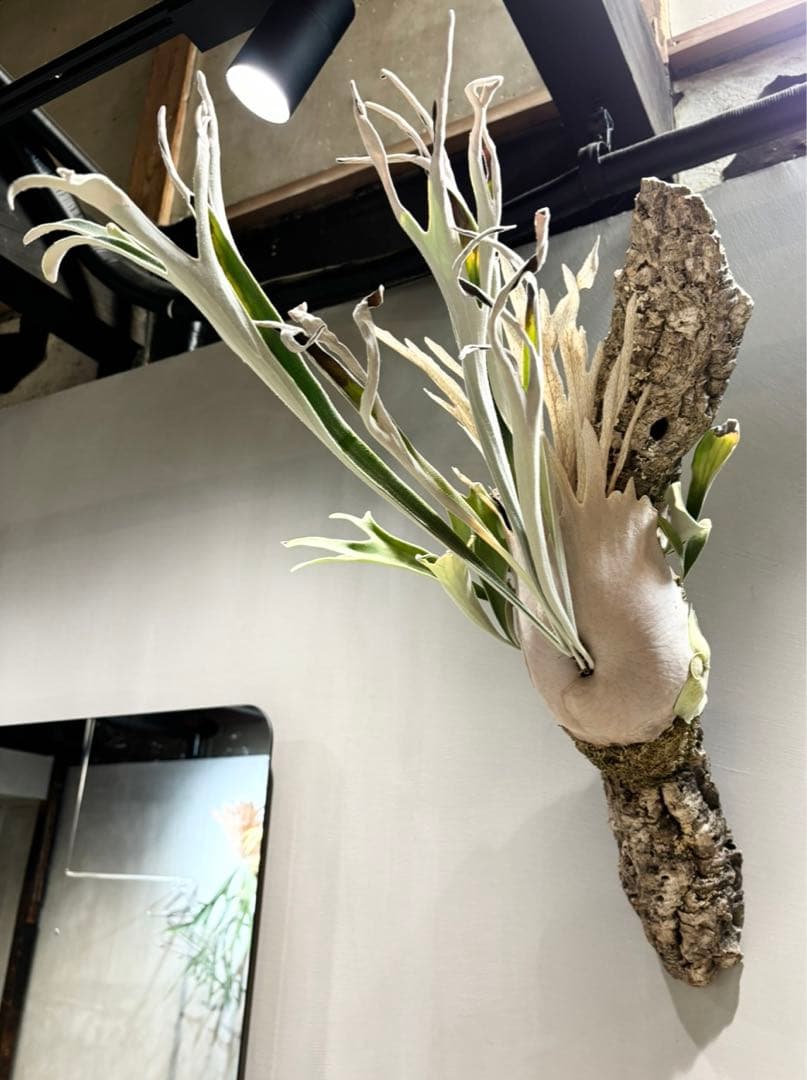 ビカクシダ ベイチー P.veitchii wild Australia③ - メルカリ