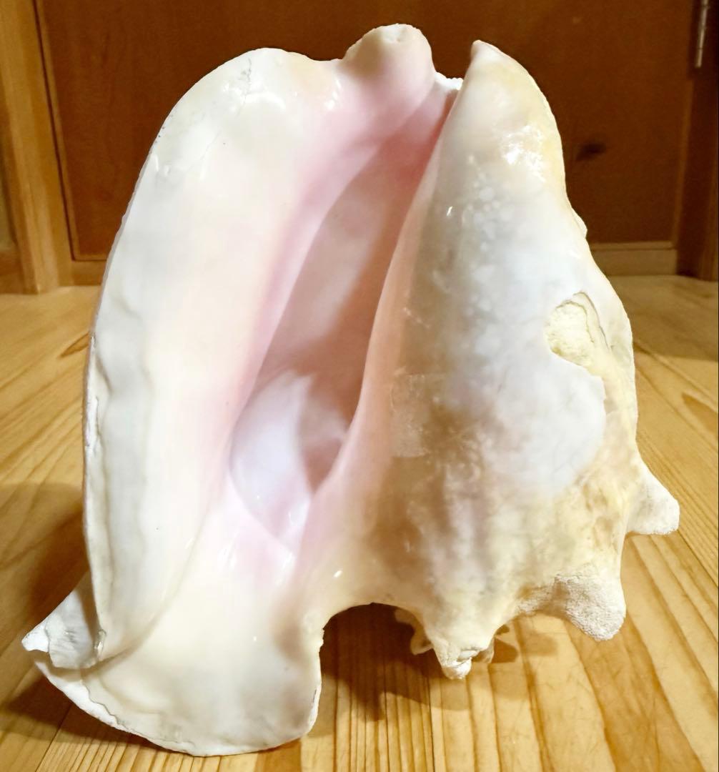 古代桃色肉厚法螺貝（ピンク貝）法螺貝　ほら貝　 ホラガイ❣️コンク貝笛 古代桃色法螺貝（ピンク貝）法螺貝 ほら貝 ホラガイ の通販 by iina's