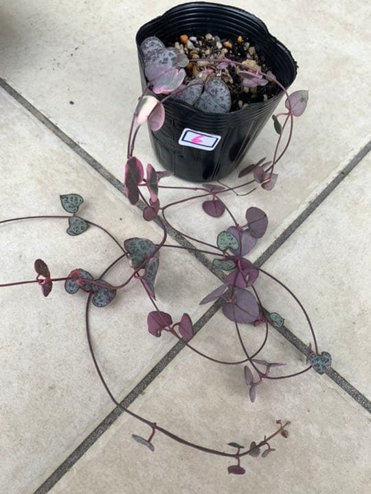 ハートカズラ　6.7.8 Heart vine ハートカズラ I インドアプランツ I プラントソサエティ