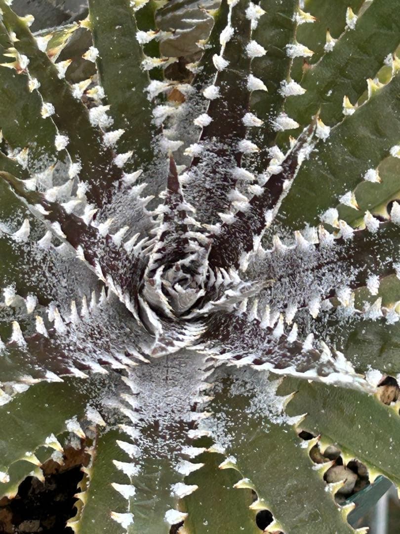 DBディッキア Dyckia Bill Baker hybrid #129 ⑴ DBディッキア Dyckia Bill Baker hybrid #225 ⑶ - メルカリ