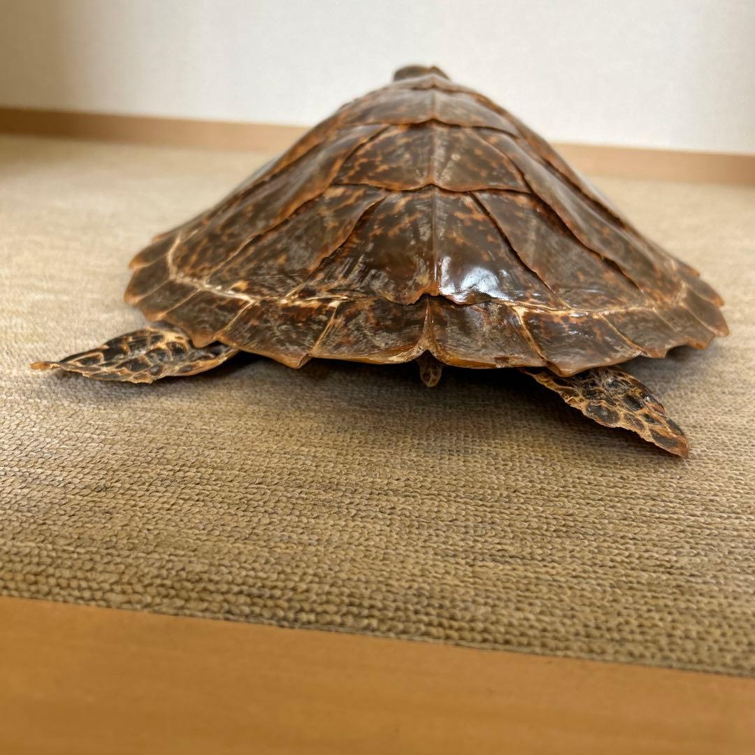 うみがめ タイマイの剥製 国際希少野生動植物登録票有り - メルカリ