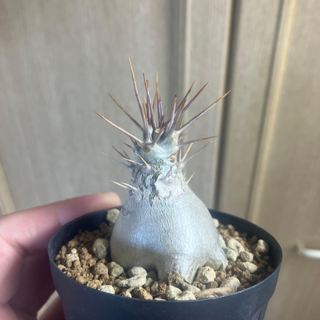 パキポディウム　レアリー　実生　 塊根植物　コーデックス コーデックス：パキポディウム レウコキサンツム 実生*S 塊根幅1.5cm