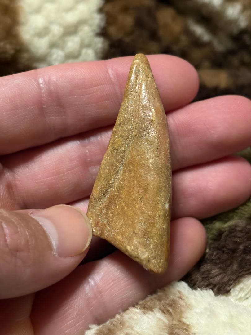 スピノサウルス　フットフロウ　化石 美形！史上最大級の恐竜の一つ、スピノサウルス（Spinosaurus）の