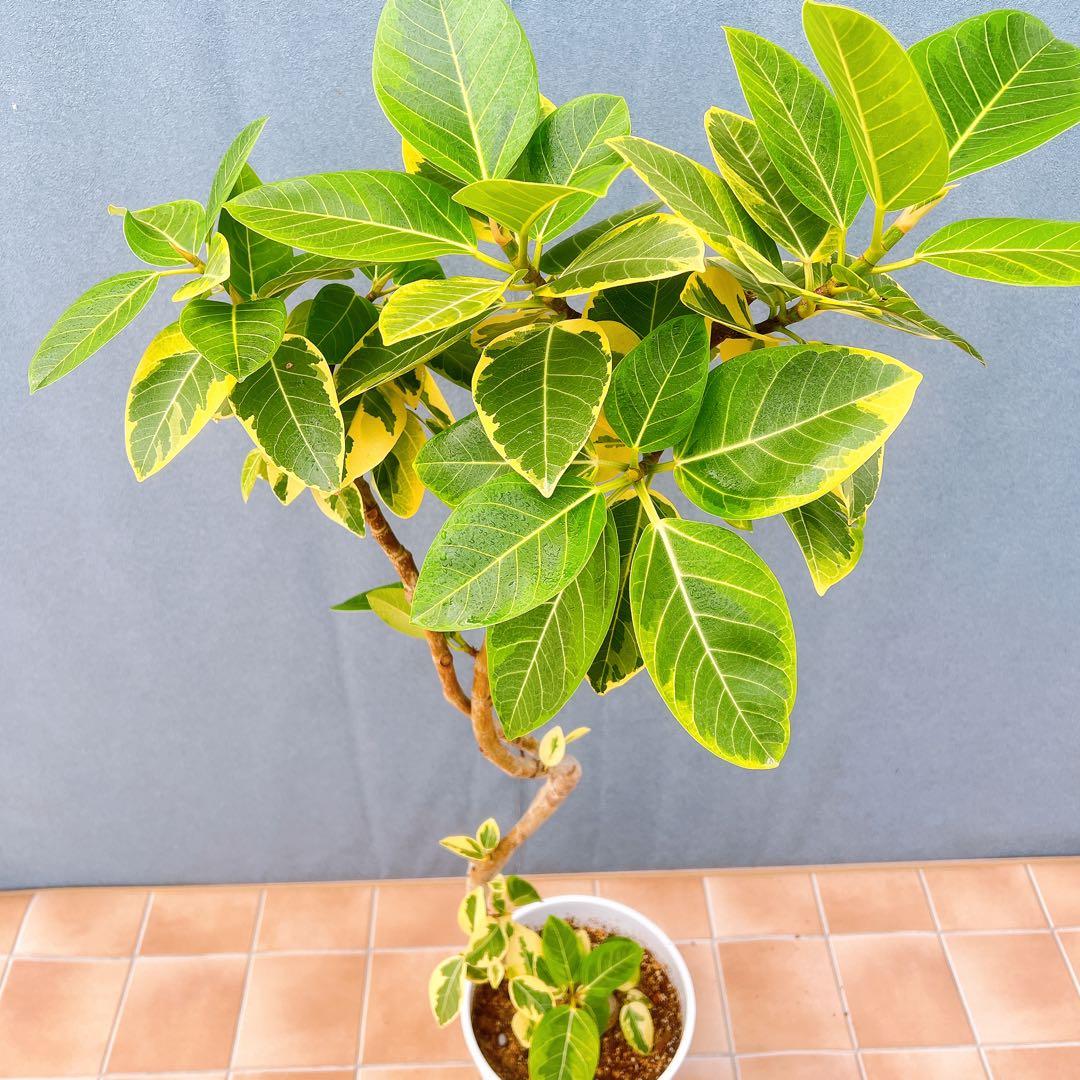 現品　フィカス　ゴムの木　アルテシマ　曲がり　9番　観葉植物　インテリアグリーン 現品 フィカス ゴムの木 アルテシマ 曲がり 9番 観葉植物 インテリア