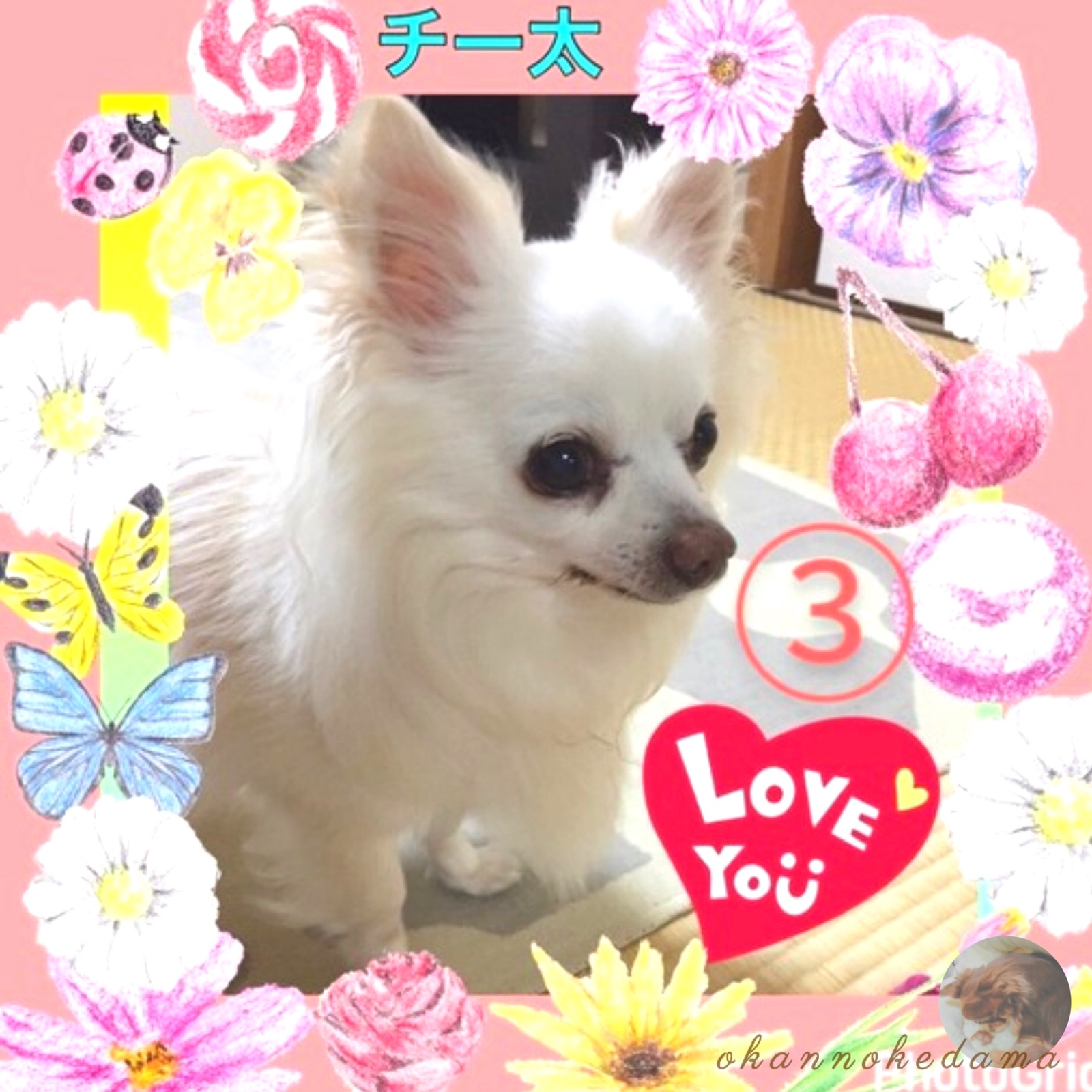 3D犬 チワワ オーダーメイド 羊毛フェルト 犬 - OKAN-0720'S GALLERY